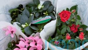 Why are my festive houseplants not flowering?