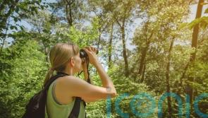 Are birdwatching holidays going to be the big trend for 2026? Advice and where to go