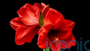 The showstopping alternative to the Christmas poinsettia