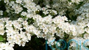 How to make your urban plot feel like the countryside