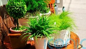 Houseplants set to make an outdoor appearance in 2026, predicts RHS