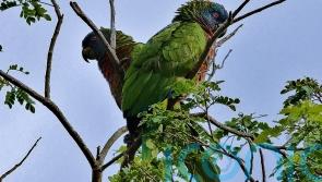On the trail of St Lucia&rsquo;s &lsquo;small six&rsquo; rare and endangered species