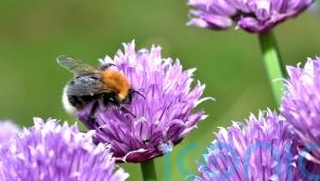 Make your gardening New Year&rsquo;s resolution a sustainable one