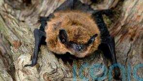How to attract bats into your garden