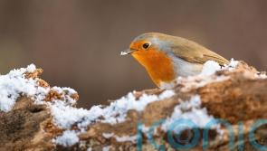 How to support wildlife in cold snaps