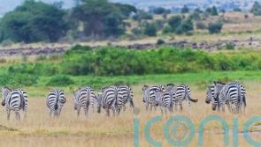 Booking a safari this year? How to make sure it&rsquo;s ethical