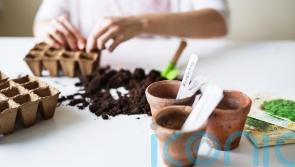 A beginner&rsquo;s guide to sowing seeds indoors