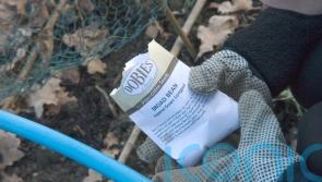 Must-do gardening jobs for February