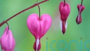 Heart-shaped flowers and foliage to mark the season of romance