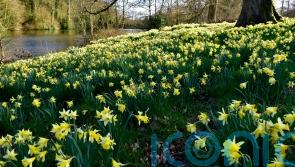 Brilliant daffodil gardens to visit in spring