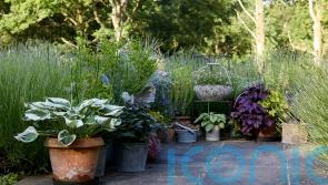 Money-saving tips and tricks with container gardening