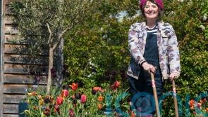Plants which should take pride of place in your spring garden