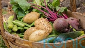 Plan ahead for grow-your-own veg all year round