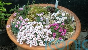 How to create the perfect alpine container