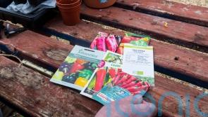 Should you use out-of-date seeds?