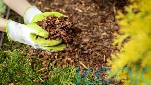 Which mulch should you be using for your garden?