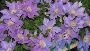 The beauty of dwarf clematis for the smaller garden