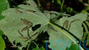 Why caterpillars shouldn&rsquo;t be viewed as garden pests