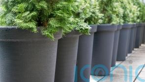 Who says conifers are boring?