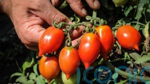 Discovering the tomato with a much longer shelf life