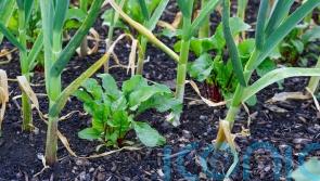 Companion planting: a simple guide to growing veg combinations