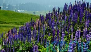 Wildflower tourism: 5 amazing places that bloom in spring and summer