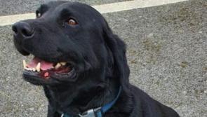Garda sniffer dog discovers large stash of drugs in Birr