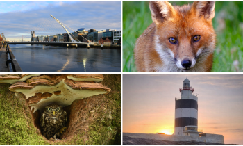 PICTURES: The latest eye-catching photos captured by members of Tullamore Camera Club