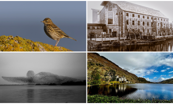 PICTURES: The latest eye-catching photos captured by members of Tullamore Camera Club