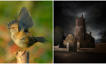 PICTURES: The spectacular photos that won Tullamore Camera Club's monthly competition