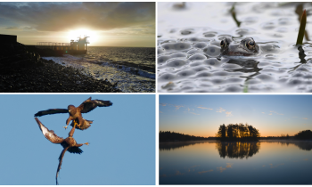 PICTURES: The latest eye-catching photos captured by members of Tullamore Camera Club