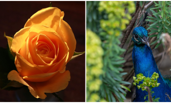 PICTURES: The eye-catching photos that won Tullamore Camera Club's monthly competition