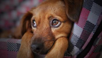 6 top tips to keep your beloved pets safe over Halloween