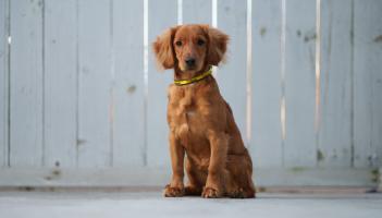 Offaly dog shelter caring for 16 surrendered and stray dogs