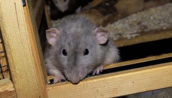 Chilling warning to Louth homeowners over 'climber' rats invading homes