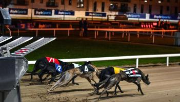 Gone to the dogs: Two Offaly dogs still in hunt for derby