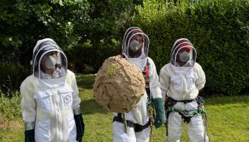 PICTURED: First Asian Hornet nest in Ireland is 'safely removed' as new concerns emerge