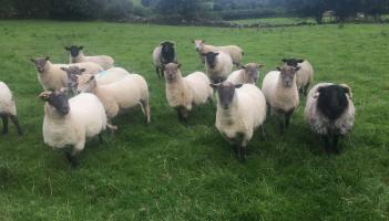 SHEEP