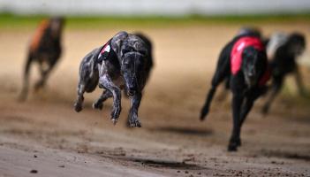 Gone to the dogs: Good week for Offaly greyhounds