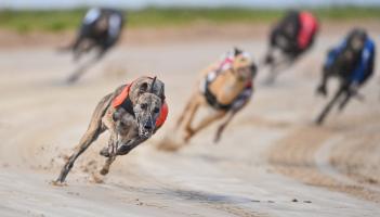 Gone to the dogs: Eleven Offaly winners as Laurels reaches semi-finals
