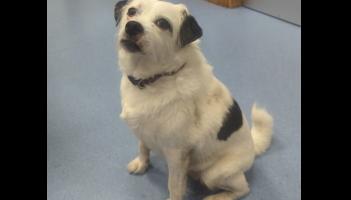 Gardai in Tullamore looking to reunite 'little sweetheart' with its owner