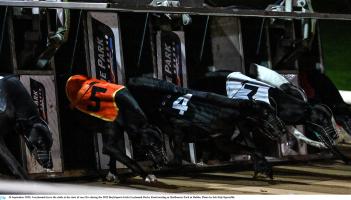 Gone to the dogs: Nine Offaly winners as Faithful County dogs win in six tracks