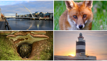 PICTURES: The latest eye-catching photos captured by members of Tullamore Camera Club