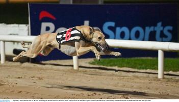 Gone to the dogs: Two Offaly winners in first round of Midlands Derby