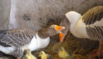 banagher farmer's geese