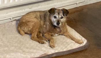 Beloved family pet gone missing from family home in Offaly