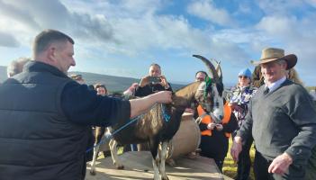 slieve bloom association goat milking 2026