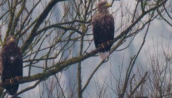 white tailed eagles little brosna callows