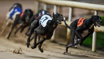 Gone to the dogs: Five Offaly winners