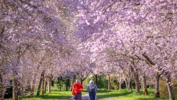 Birr Castle Demesne cherry blossoms